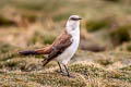 White-bellied Cinclodes Cinclodes palliatus