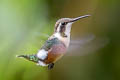 White-bellied Woodstar Chaetocercus mulsant