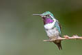 White-bellied Woodstar Chaetocercus mulsant