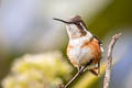 White-bellied Woodstar Chaetocercus mulsant