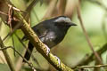 White-browed Antbird Myrmoborus leucophrys leucophrys