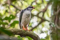 White-browed Hawk Leucopternis kuhli