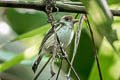 Black-backed Tody-Flycatcher Poecilotriccus pulchellus