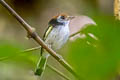 Black-backed Tody-Flycatcher Poecilotriccus pulchellus