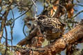 White-cheeked Cotinga Zaratornis stresemanni