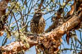 White-cheeked Cotinga Zaratornis stresemanni