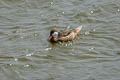 White-cheeked Pintail Anas bahamensis rubrirostris