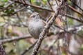 White-chinned Thistletail Asthenes fuliginosa plengei 