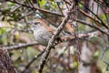 White-chinned Thistletail Asthenes fuliginosa plengei 