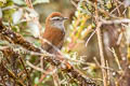 White-chinned Thistletail Asthenes fuliginosa plengei 