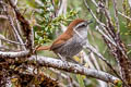 White-chinned Thistletail Asthenes fuliginosa plengei 