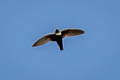 White-collared Swift Streptoprocne zonaris subtropicalis