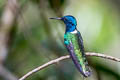 White-necked Jacobin Florisuga mellivora mellivora