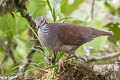 White-throated Quail-Dove Zentrygon frenata frenata