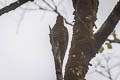 White-throated Woodpecker Piculus leucolaemus