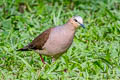 White-tipped Dove Leptotila verreauxi decipiens