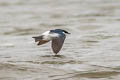 White-winged Swallow Tachycineta albiventer