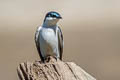 White-winged Swallow Tachycineta albiventer