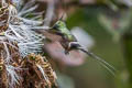 Wire-crested Thorntail Discosura popelairii