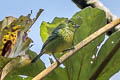 Yellow-bellied Tanager Ixothraupis xanthogastra xanthogastra