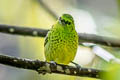 Yellow-bellied Tanager Ixothraupis xanthogastra xanthogastra