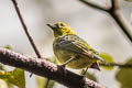 Yellow-bellied Tanager Ixothraupis xanthogastra xanthogastra