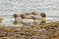 Yellow-billed Teal Anas flavirostris (Speckled Teal)