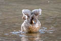 Yellow-billed Teal Anas flavirostris (Speckled Teal)