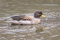 Yellow-billed Teal Anas flavirostris (Speckled Teal)