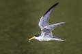 Yellow-billed Tern Sternula superciliaris