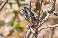 Yellow-billed Tit-Tyrant Anairetes flavirostris arequipae 