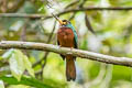 Yellow-billed Jacamar Galbula albirostris chalcocephala