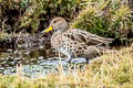 Yellow-billed Pintail Anas georgica spinicauda (Brown Pintail)