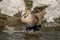 Yellow-billed Pintail Anas georgica spinicauda (Brown Pintail)