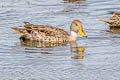 Yellow-billed Pintail Anas georgica spinicauda (Brown Pintail)