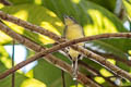 Yellow-breasted Antwren Herpsilochmus axillaris axillaris