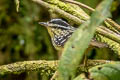 Yellow-breasted Warbling Antbird Hypocnemis subflava collinsi 