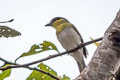 Yellow-cheeked Becard Pachyramphus xanthogenys peruanus