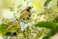 Yellow-crested Tanager Loriotus rufiventer