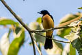 Yellow-crested Tanager Loriotus rufiventer