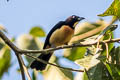 Yellow-crested Tanager Loriotus rufiventer