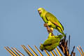 Yellow-fronted Parrot Poicephalus flavifrons