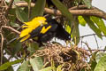 Yellow-rumped Cacique Cacicus cela cela