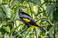 Yellow-rumped Cacique Cacicus cela cela