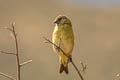 Yellow-rumped Siskin Spinus uropygialis