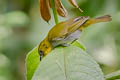 Yellow-throated Chlorospingus Chlorospingus flavigularis flavigularis