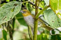 Yellow-throated Chlorospingus Chlorospingus flavigularis flavigularis