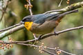 Yellow-throated Tanager Iridosornis analis