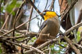 Yellow-throated Tanager Iridosornis analis