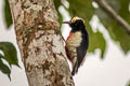 Yellow-tufted Woodpecker Melanerpes cruentatus